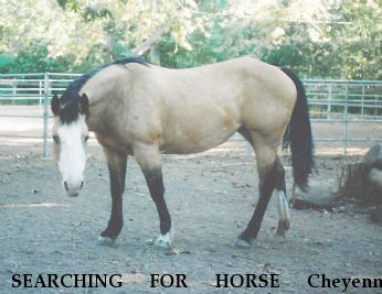 SEARCHING FOR HORSE Cheyenne (Deceased), Dakota Near Malibu, CA, 90265